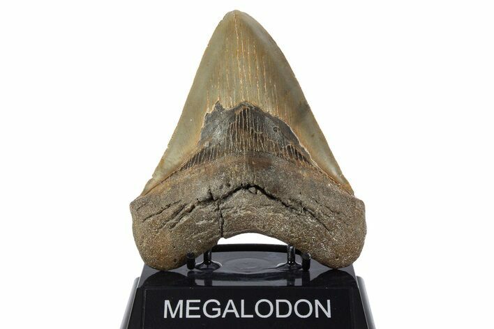 Serrated, Fossil Megalodon Tooth - North Carolina #346335